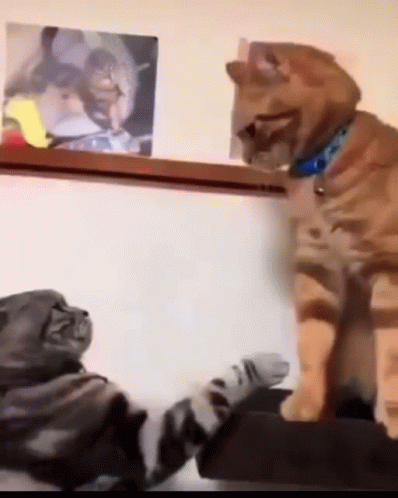 cats-fighting-fighting-cats.gif.d357526d19bf6f0a06f7403a6eb6ccc6.gif