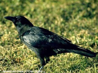 Corvus_brachyrhynchos_1.jpg.865f733e486a22fa91b8324fe0af0306.jpg