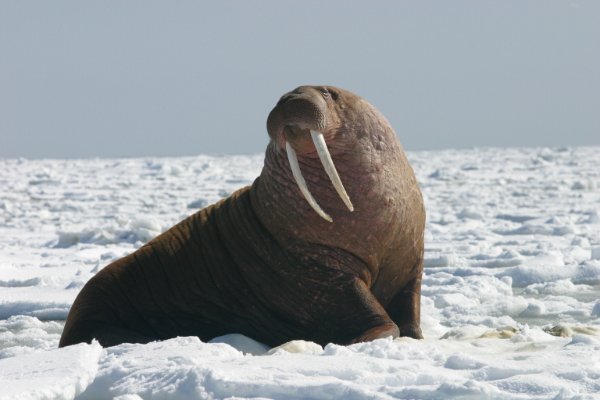 Pacific_Walrus_-_Bull_(8247646168).jpg.0fe9d38f0962a01cd81cb02e0af2f85a.jpg